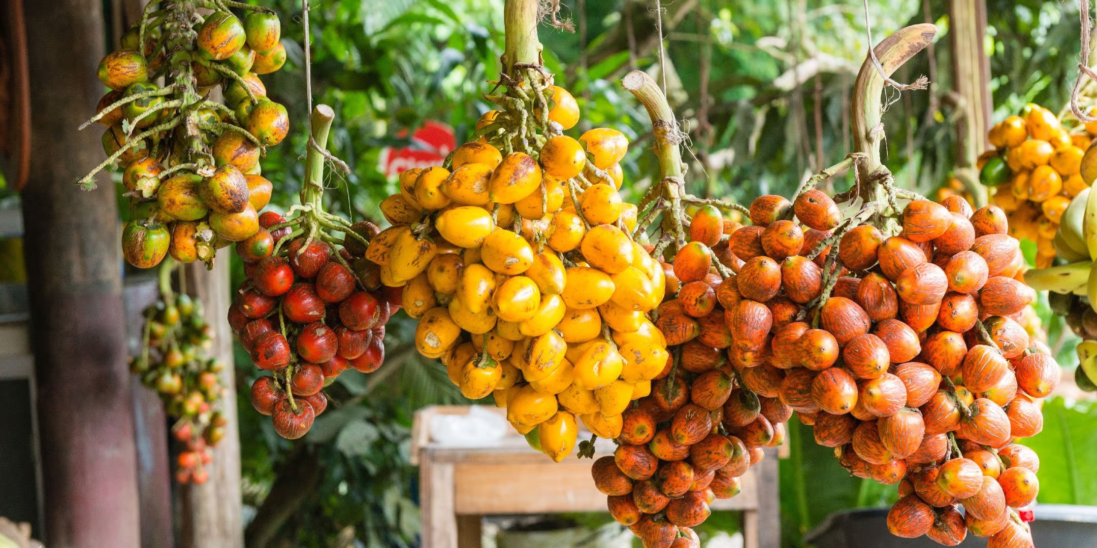Naciones Unidas reconoce el liderazgo de Costa Rica en la transformación de sus sistemas agroalimentarios